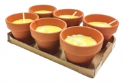 24,0 CF Di CITRONELLA IN COCCIO POLLICINO 7XH6 CM 6 PZ