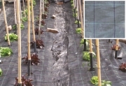 6,0 RT Di TELO PACCIAMATURA PP H 1,57 M ROTOLO  10 M