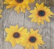 25 ML Di *PASSATOIA MOD.DIGIT H CM 52  DIS. GIRASOLE