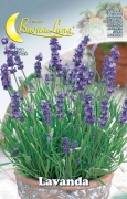 10,0 PZ Di SEMI ORTO LAVANDA