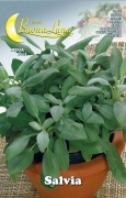 10,0 PZ Di SEMI ORTO SALVIA