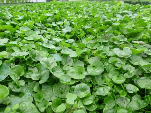 1 LB SEMENTI SEMI PRATO DICHONDRA DICONDRA REPENS TAPPETO FITTO ERBOSO GIARDINO