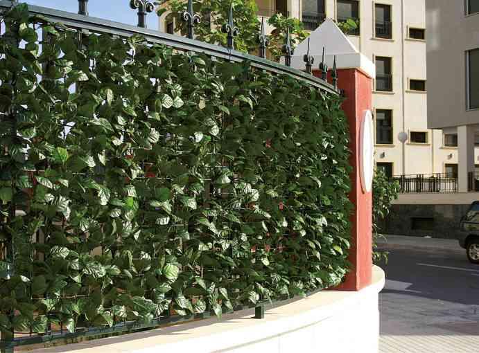 4,0 PZ Di ARELLA SEMPREVERDE LAURO 1,00X3,00 M