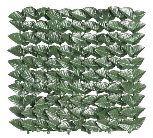 6,0 PZ Di ARELLA SEMPREVERDE LAURO BOTTON 1,0X3,0 M