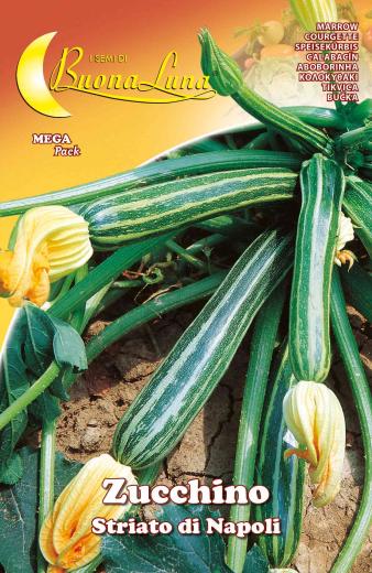 10,0 PZ Di SEMI ORTO ZUCCHINO STRIATO NAPOLI