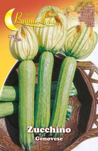 10,0 PZ Di SEMI ORTO ZUCCHINO GENOVESE
