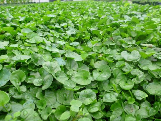 1 LB SEMENTI SEMI PRATO DICHONDRA DICONDRA REPENS TAPPETO FITTO ERBOSO GIARDINO