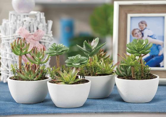 1 PZ Di PIANTINE GRASSE IN VASO COD.43431