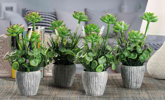 1 PZ Di PIANTINE GRASSE IN VASO COD.49020
