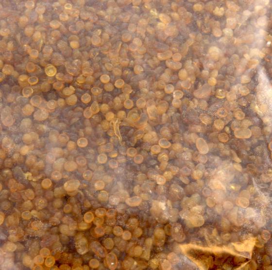 1,0 SA Di COLLA A PERLINE PER RESTAURO KG.25
